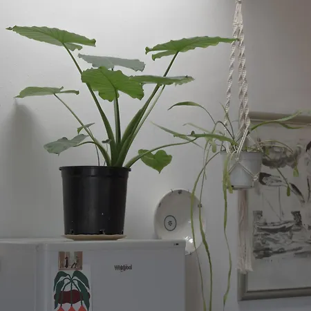 Ataraxia Σπίτι διακοπών *